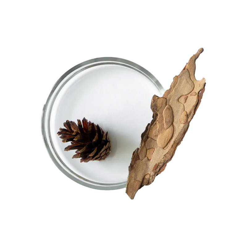 Pine Bark Extract